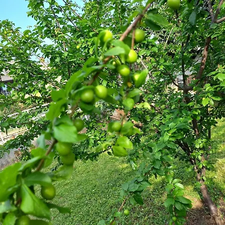 别墅 Yildirim Armutalan Daily Weekly 马尔马里斯